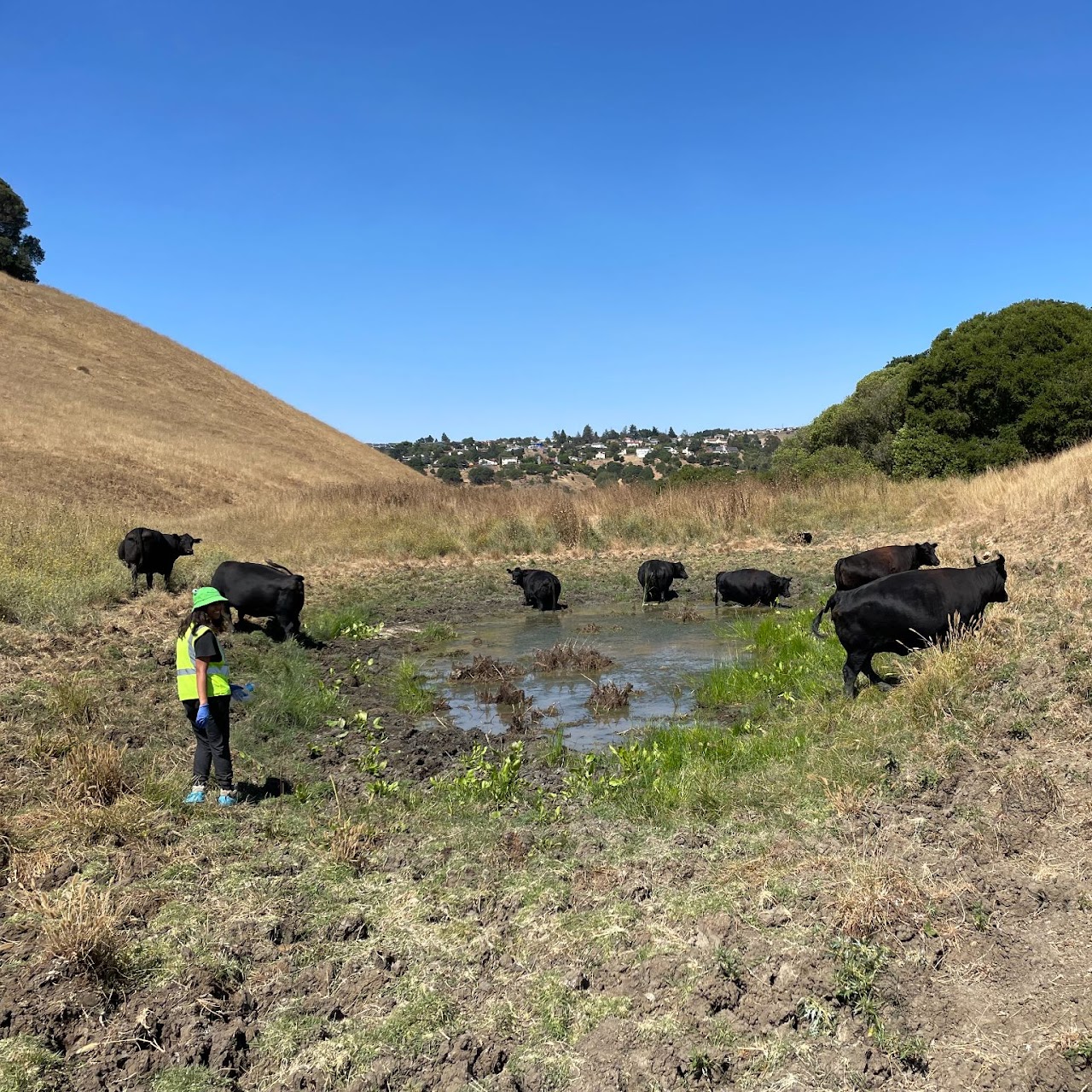 researcher standing at pond with seven cows